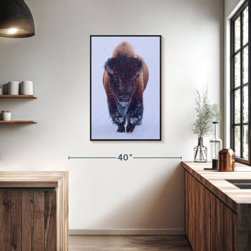 Bison In Snow, 25" x 37", Floating Frame Black