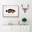 Streaked Wrasse Fish by M.E. Bloch - Picture Frame Graphic Art Print-55615900-55615899