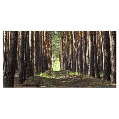 «Even Rows of Pine Tree Forest», reproduction de photo sur toile