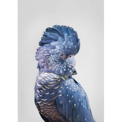 Cockatoo