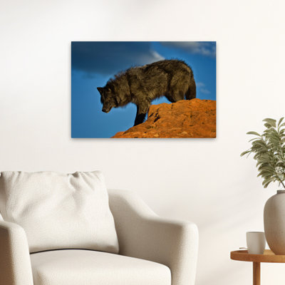 On The Prowl - photographie animaux, loups, art