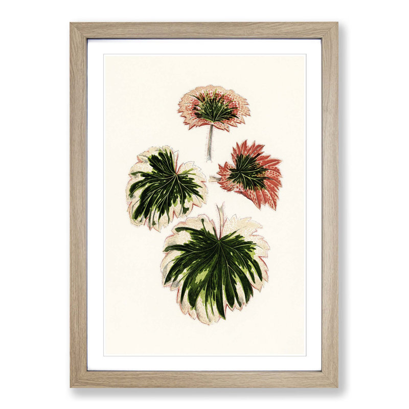 Saxifrage Leaves by Benjamin Fawcett - Picture Frame Painting Print, Oak, 50cm H x 35cm W x 2cm D
