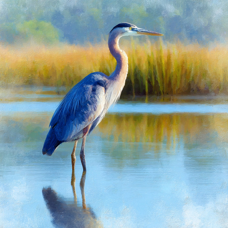 Art mural sur toile Reflections of Dawn Heron, H 30 po x l 30 po