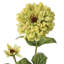 Zinnia 30 po-528945492