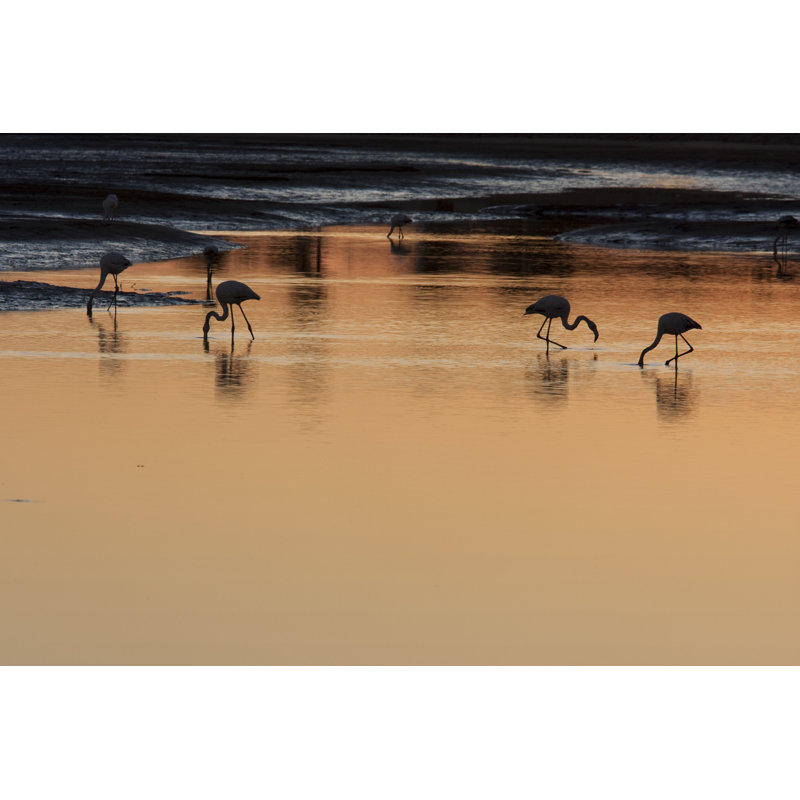 Brawner Flamingoes At Sunrise by Sarievanrooyen - Wrapped Canvas Print, 30cm H x 46cm W 3.8cm D