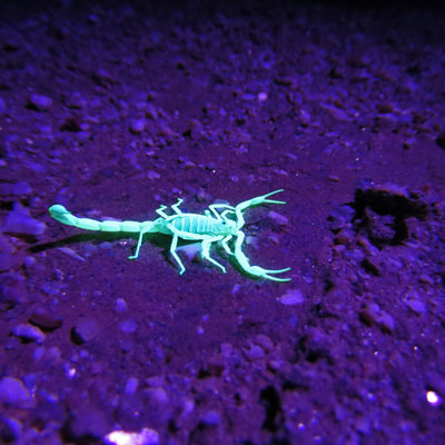 Scorpion par Valerievs