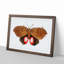 Augusta Moth by George Shaw - Single Picture Frame Painting-55456865-55456864
