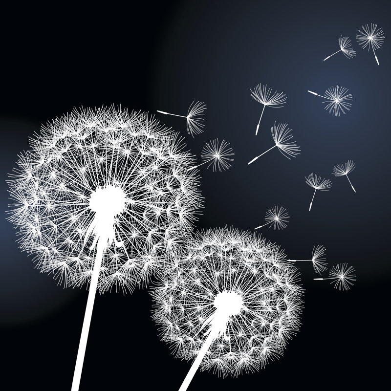 Two Flowers Dandelions On Black Background - Wrapped Canvas Print, 30cm H x 30cm W