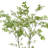 Bonsai Tree in Fiberstone Planter
