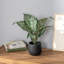 Artificial Plant