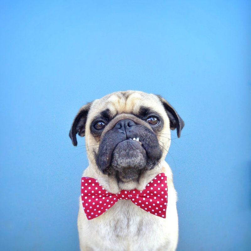 Portrait Of A Pug Dog Wearing Bow Tie - Wrapped Canvas Print, 30cm H x 30cm W
