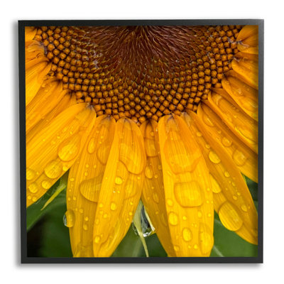 " Water Droplets Sunflower Nature " by Gloria Palmer