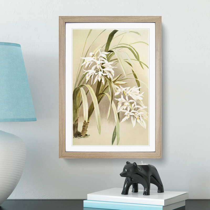 Magnolia Flowers Illustration Tab. 66 by Frederick Sander - Picture Frame Painting Print, 76cm H x 50cm W x 2cm D, Oak