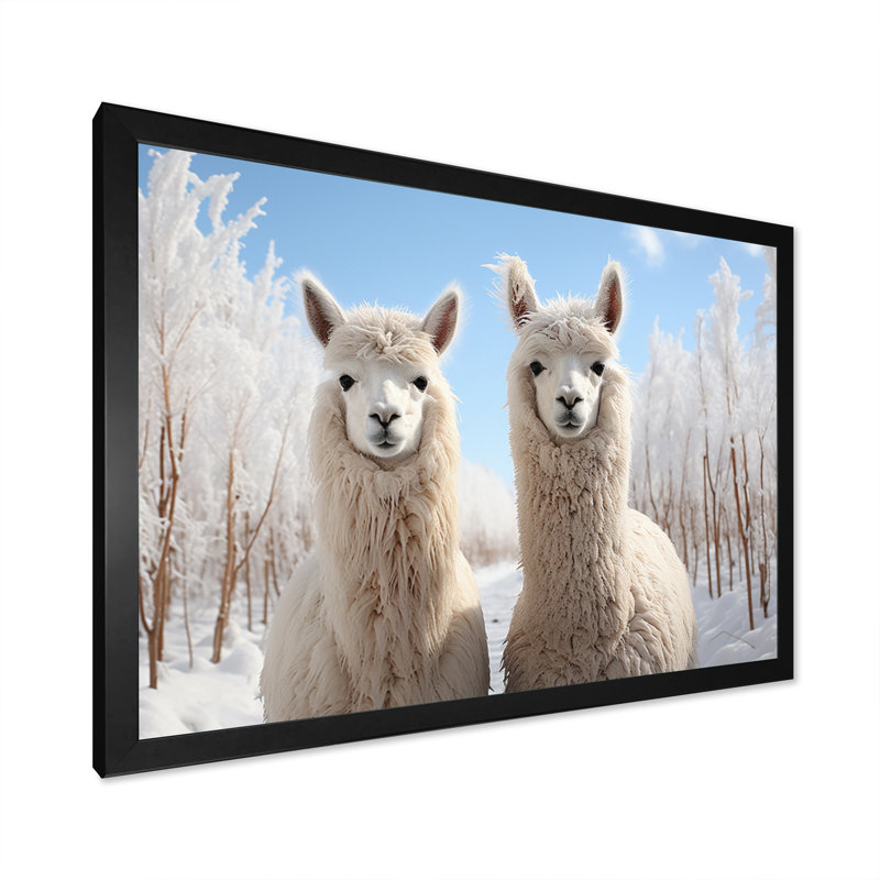 Alpagas Graceful Alpacas III - impression, H 34 po x l 44 po x P 1,5 po, Cadre photo noir