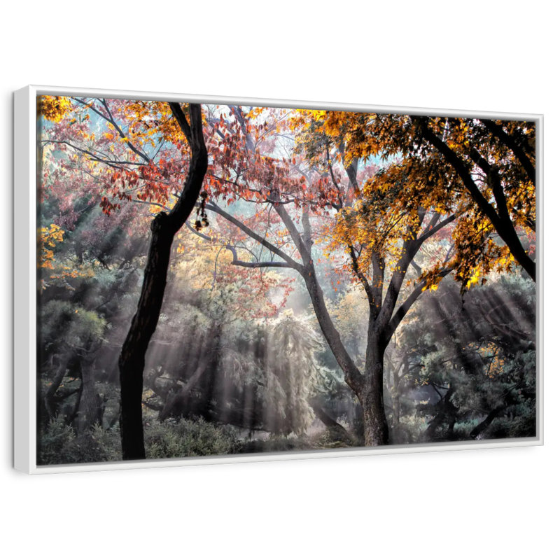 Rayons de soleil de la forêt, Cadre flottant blanc, 13 po x 9 po