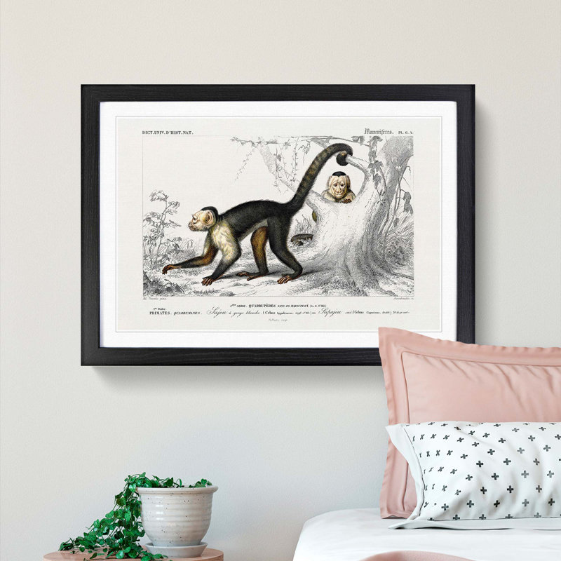 Capuchin Monkeys by Charles d'Orbigny - Picture Frame Painting Print, 48cm H x 65cm W x 2cm D, Black Framed
