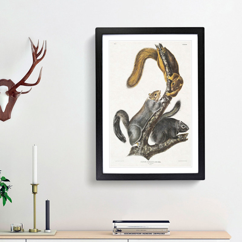 Cat Squirrels by J.W. Audubon - Picture Frame Graphic Art Print, 65cm H x 48cm W x 2cm D, Black Framed