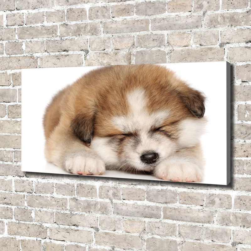 Akita Puppy - Wrapped Canvas Print