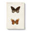 Limenitis Arthemis Butterfly by S.F. Denton - Wrapped Canvas Print-55365665