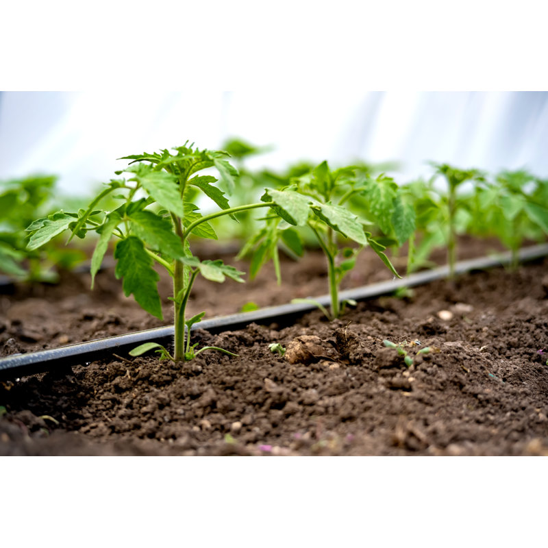 Seedlings Of Cucumbers by Oleksandr Yuchynskyi - Wrapped Canvas Print, 30cm H x 46cm W