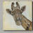 " Patterned Giraffe " Print-30375678