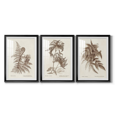 Sépia fougères variété I, reproduction encadrée de qualité supérieure - prête à être accrochée