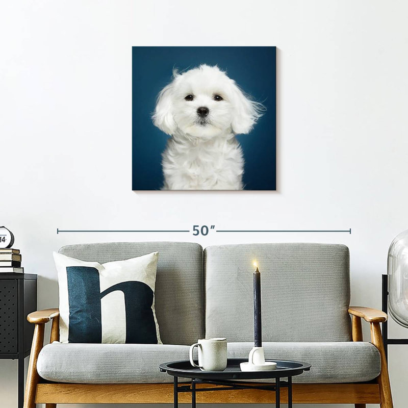 Bichon maltais blanc, H 24 po x l 24 po