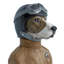 Quirky RAF Dog Bust