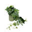 Marview Faux Ivy Plant in Ceramic Vase