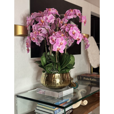 Orchidée Roberi dans un pot à fleurs