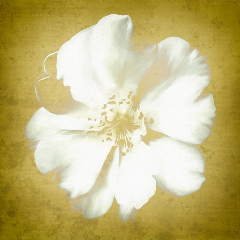 Rose doré 30 x 30