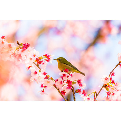 Japanese White-Eye by Minokku - Wrapped Canvas Print