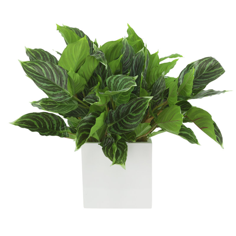 Plante Rohdea Japonica en pot de Fiberstone