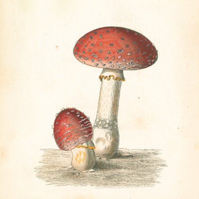 French Mushrooms III - Wrapped Canvas Print