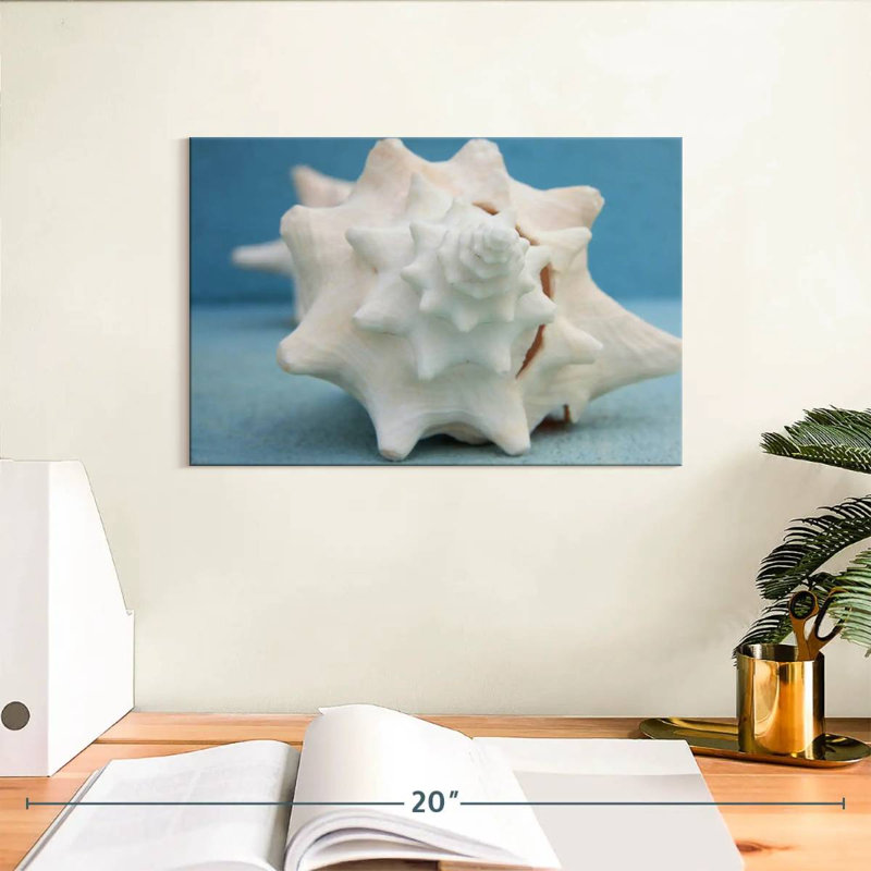 Coquillage blanc Aletra, H 8 po x l 12 po