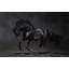 Black Stallion Print-24078759