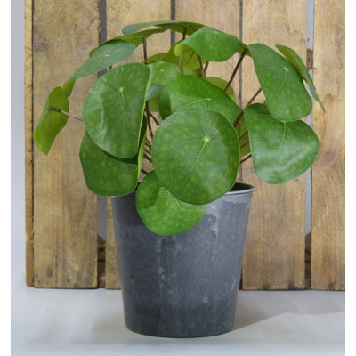 Tischpflanze Pilea im Topf