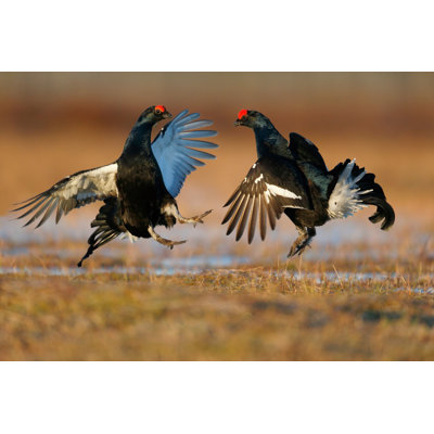 Black Grouse, Tetrao Tetrix by MikeLane45 - Wrapped Canvas Print