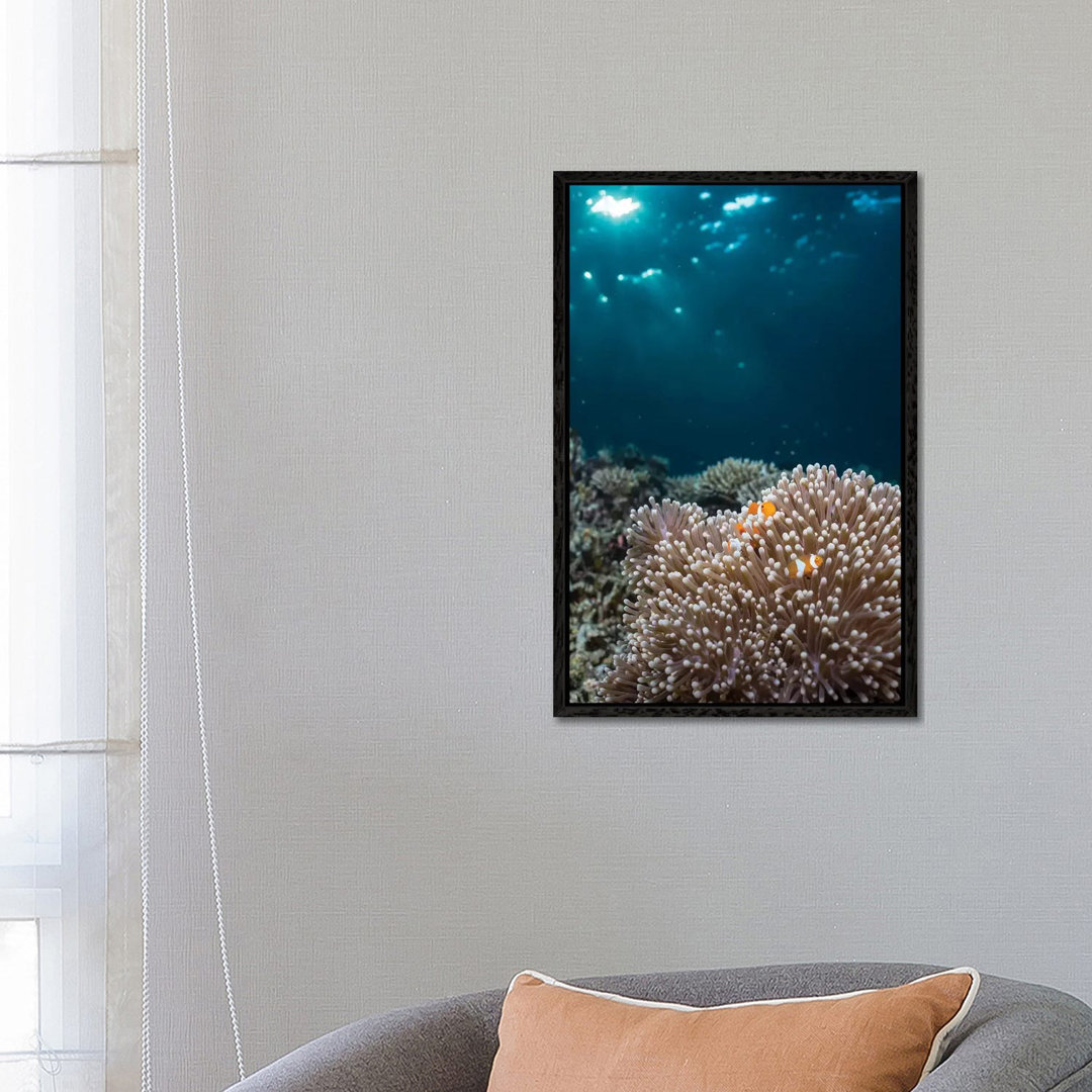 Rays From The Setting Sun Shining On An Anemone With A Pair Of Clownfish von Mathieu Meur - Gallery-Wrapped Canvas GiclÃ...