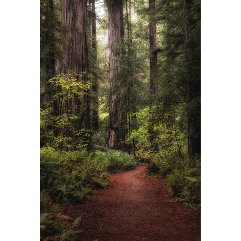 Forest Path I by Danny Head - Photograph, 122cm H x 81cm W, Black Floater Framed
