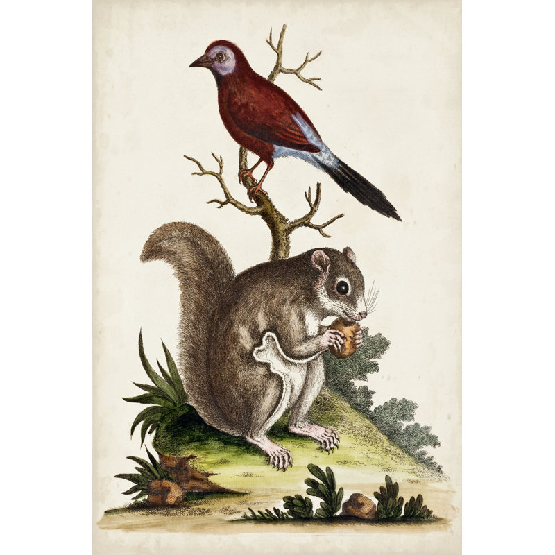 Edwards Squirrel by George Edwards - Wrapped Canvas Painting, 76cm H x 51cm W x 3.8cm D