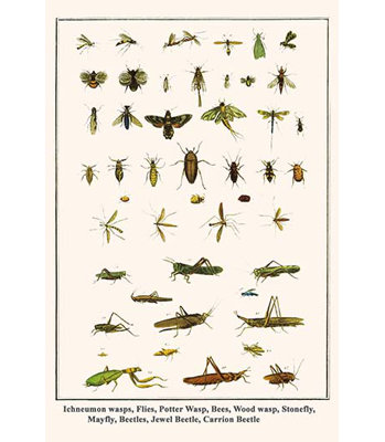 « ichneumon wasps vole potter wasp abeilles wasp stonefly mayfly » par albertus seba, impression