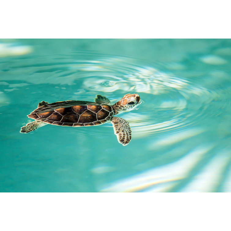 Bay Isle Home Cute Endangered Baby Turtle On Canvas Print