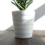 Anivea 50cm Faux Palm Tree in Pot