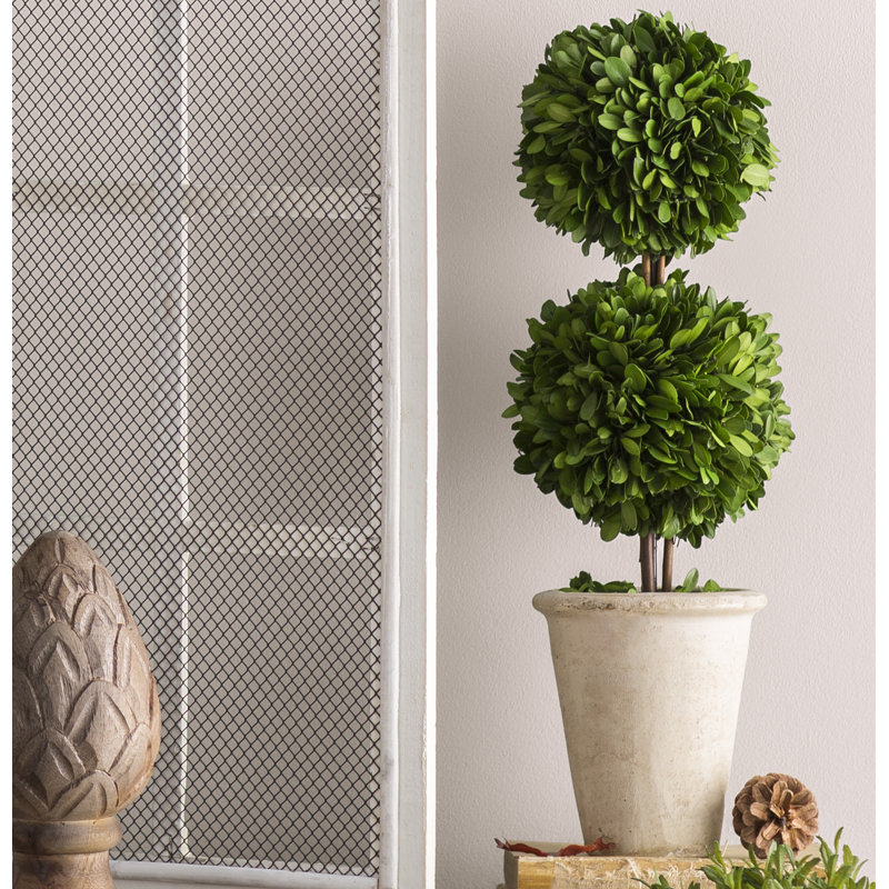 Thisbe 20'' Boxwood Topiary in Ceramic Pot