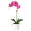 Orchid Arrangement In Pot-2037520810-2037520823