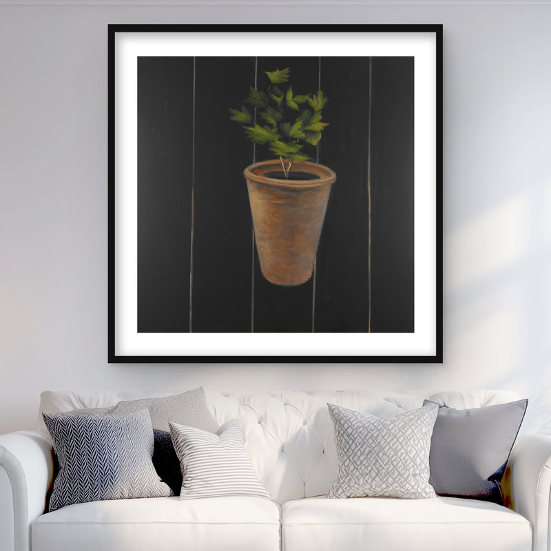 Plante de persil, Noir