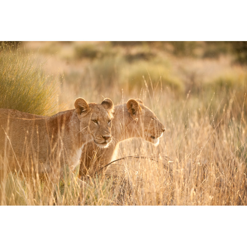 Lionesses In Savanna by Julian Parsons - Wrapped Canvas Print, 30cm H x 46cm W