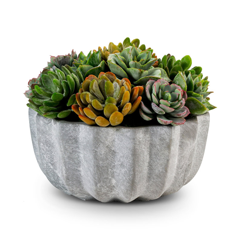 Madison Pleated Ceramic Succulent Arrangement