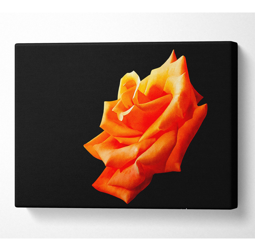 Einzelne orangefarbene Rose in Blüte - Kunstdrucke auf Leinwand